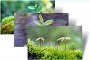 saplings-theme